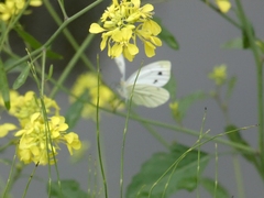 Pieris napi