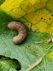Euplexia benesimilis