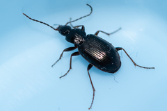 Agonum fuliginosum