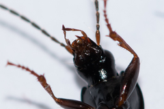 Agonum fuliginosum