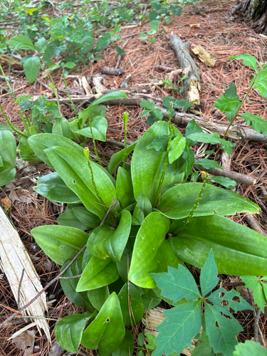 iNaturalist observation photo of large twayblade