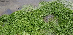 Hydrocotyle ranunculoides