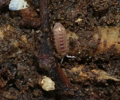 Armadilloniscus lindahli