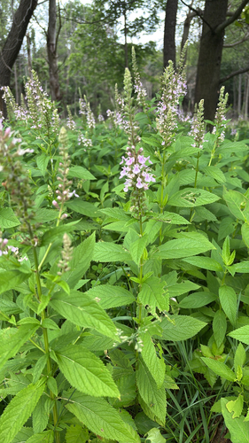 iNaturalist observation photo of American germander