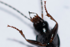 Agonum fuliginosum