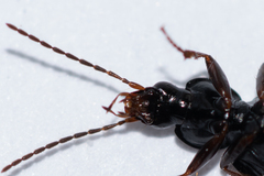 Agonum fuliginosum