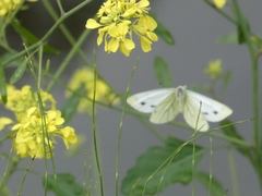 Pieris napi