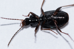 Agonum fuliginosum