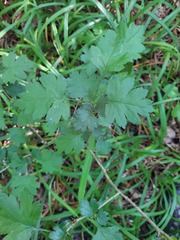Crataegus rhipidophylla, photograph (c) naturalist_ua_97, some rights reserved (CC BY)