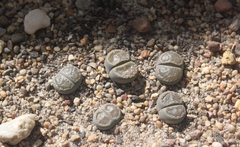 Lithops salicola