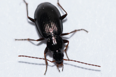 Agonum fuliginosum