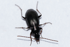Agonum fuliginosum