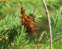Polygonia satyrus satyrus