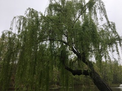 Salix × sepulcralis