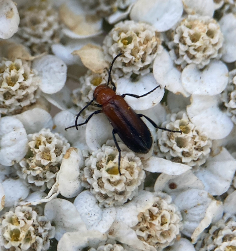 iNaturalist observation photo of Nemognatha