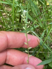 Myosotis stricta, photograph (c) Tom Scavo, some rights reserved (CC BY)