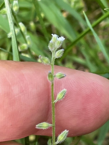Myosotis stricta, photograph 6