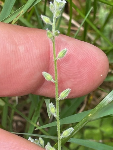 Myosotis stricta, photograph 5