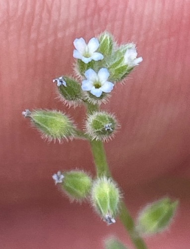 Myosotis stricta, photograph 3