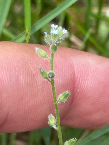Myosotis stricta, photograph 2