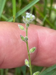 Myosotis stricta, photograph (c) Tom Scavo, some rights reserved (CC BY)