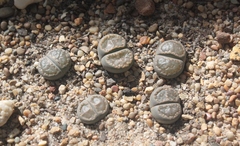 Lithops salicola