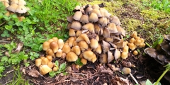 Coprinellus micaceus