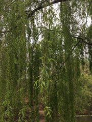 Salix × sepulcralis