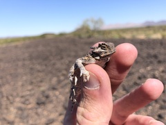 Phrynosoma goodei