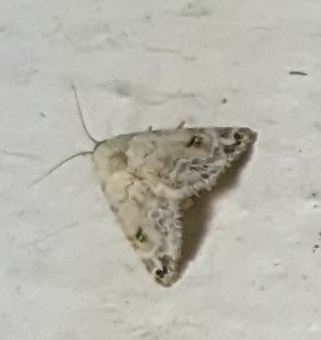 Grey Eublemma