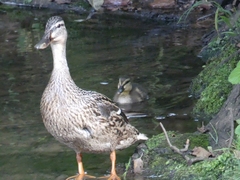Anas platyrhynchos