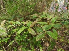Cotoneaster bullatus