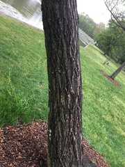 Salix × sepulcralis