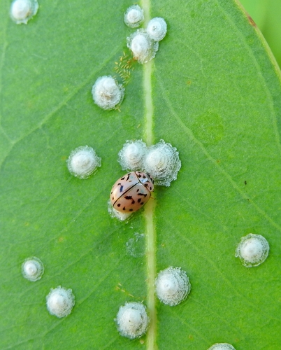 Oenopia doublieri