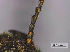 Dicerca tenebrica