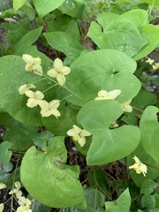 Epimedium × versicolor