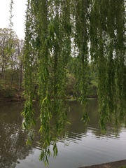 Salix × sepulcralis