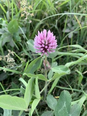 Trifolium pratense