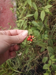 Varronia polycephala