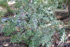 Coprosma ×cunninghamii
