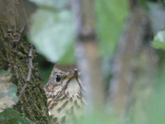 Turdus philomelos