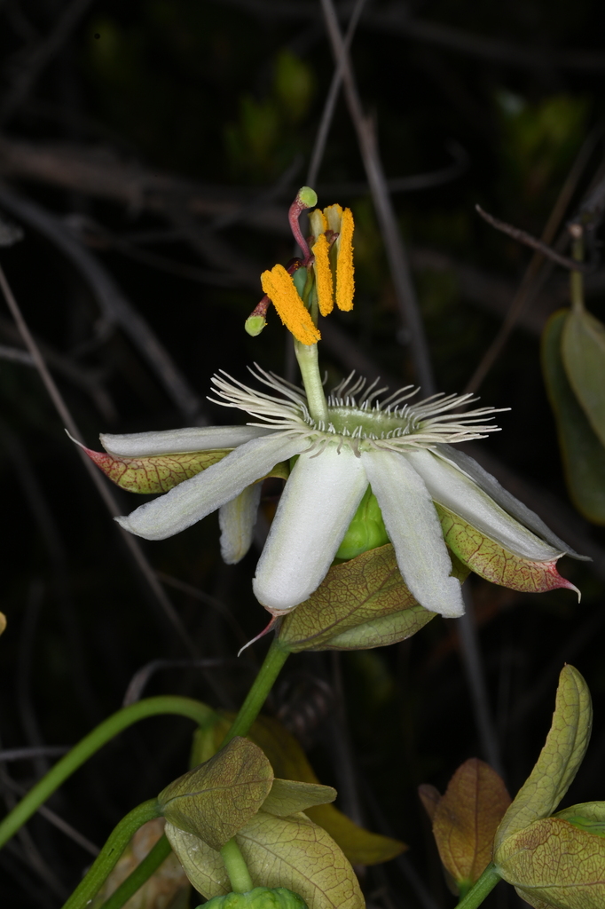Passiflora recurva
