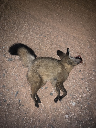 Southern Bat-eared Fox