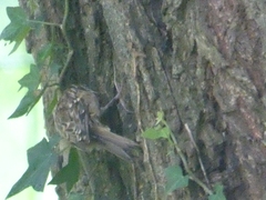 Certhia brachydactyla