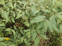 Varronia polycephala