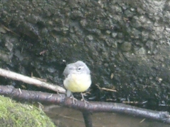 Motacilla cinerea