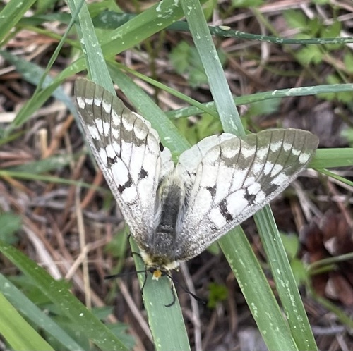 iNaturalist observation photo of Clodius Parnassian