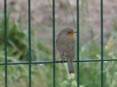Erithacus rubecula
