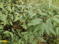 Varronia polycephala