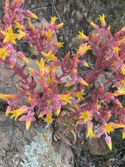 Dudleya saxosa collomiae